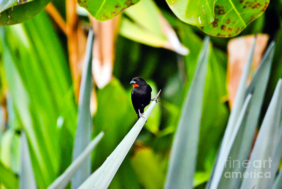 Tropical bird Photograph by PatriZio M Busnel