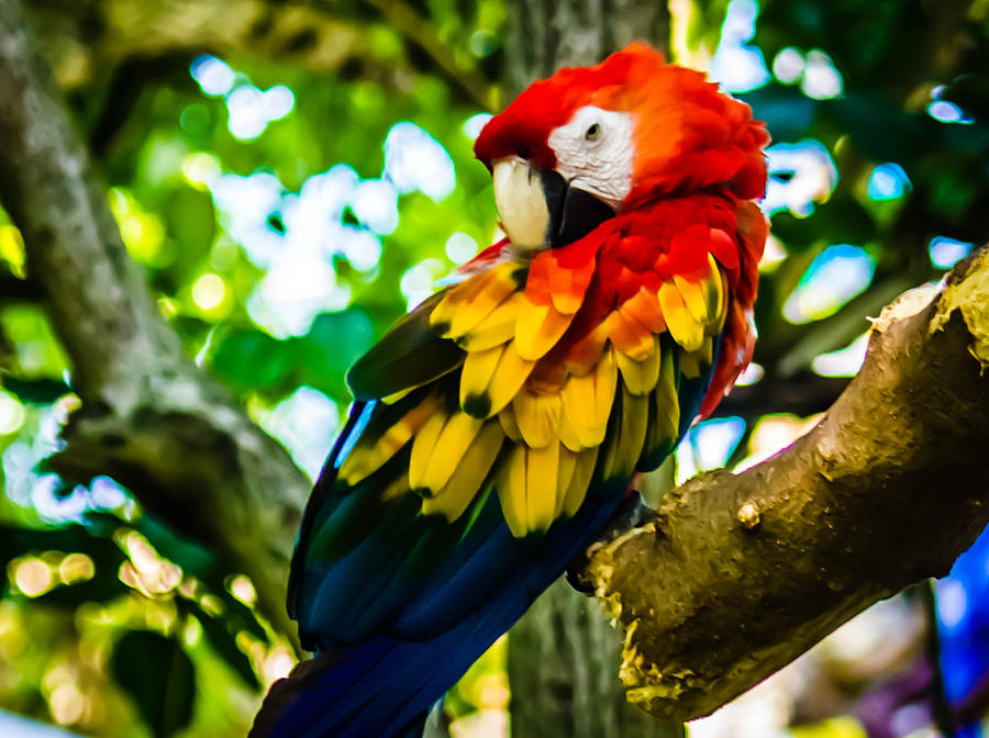 Tropical Bird Photograph by Sara Frank