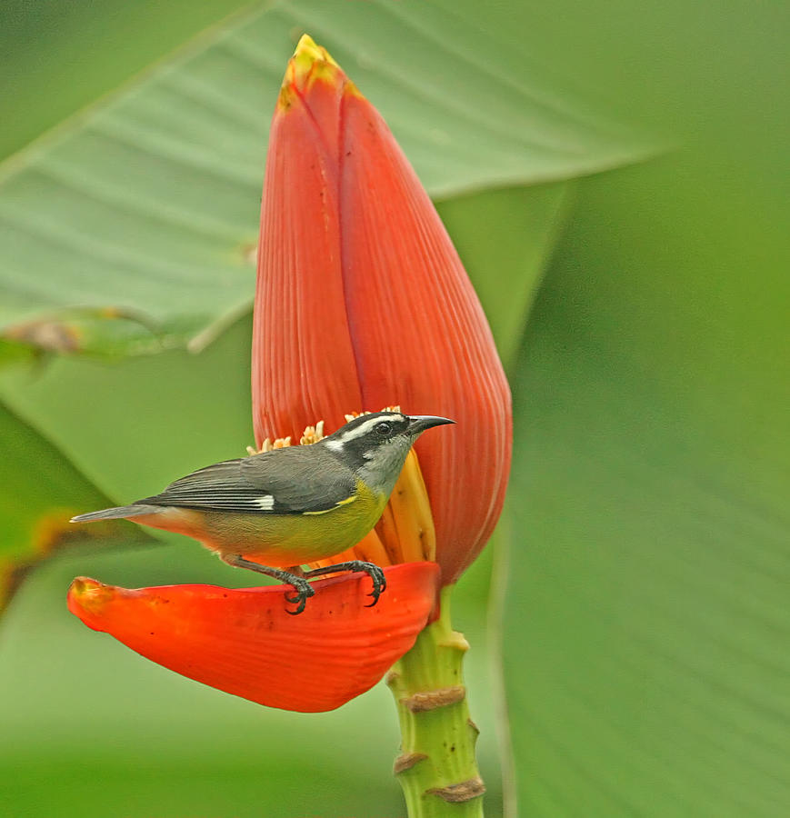 Flower Photograph - Tropical Birds - Bananaquit by Peggy Collins