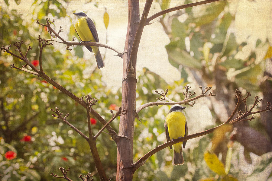 Feather Photograph - Tropical Birds in a Tree by Peggy Collins