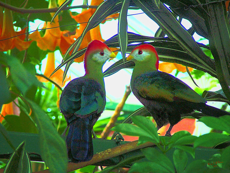 Tropical Birds Photograph by Wendy McKennon