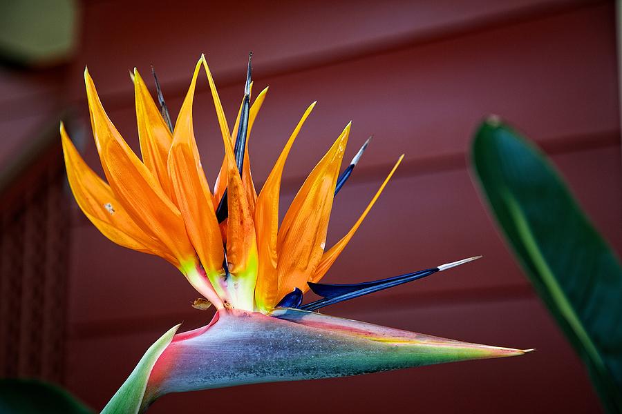 Tropical Bloom Photograph by Dave Files
