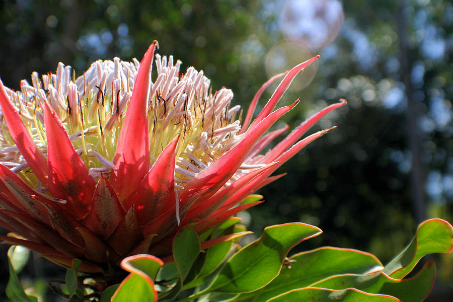 Tropical Bloom Photograph by Jane Girardot