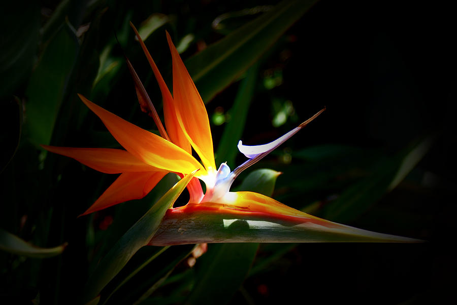 Tropical Bloom Photograph by Joseph Desiderio