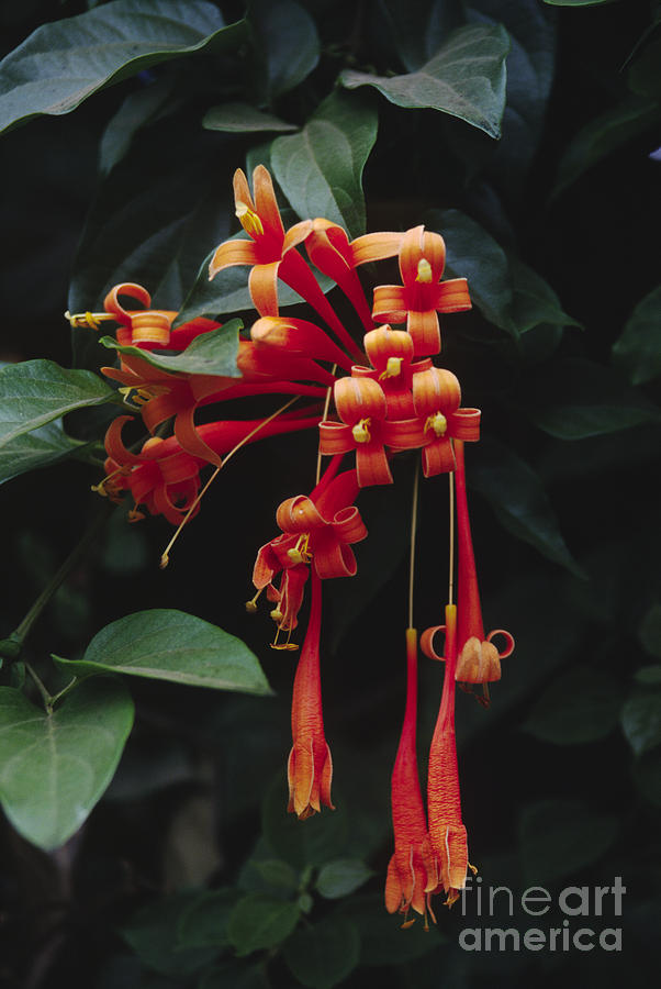 Tropical Blooms Photograph by Craig Lovell
