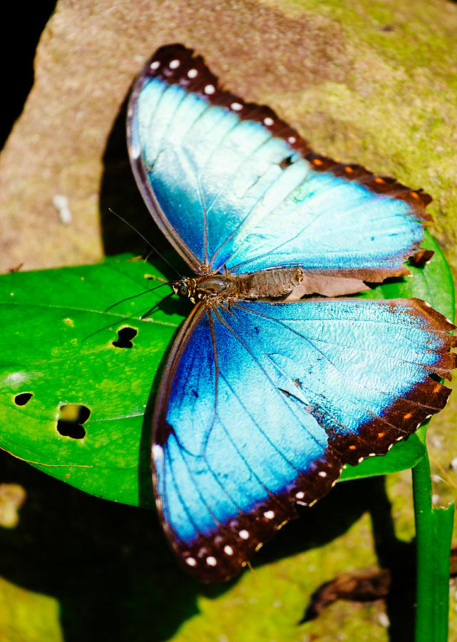 Tropical Blue Butterfly Photograph by Pati Photography - Pixels