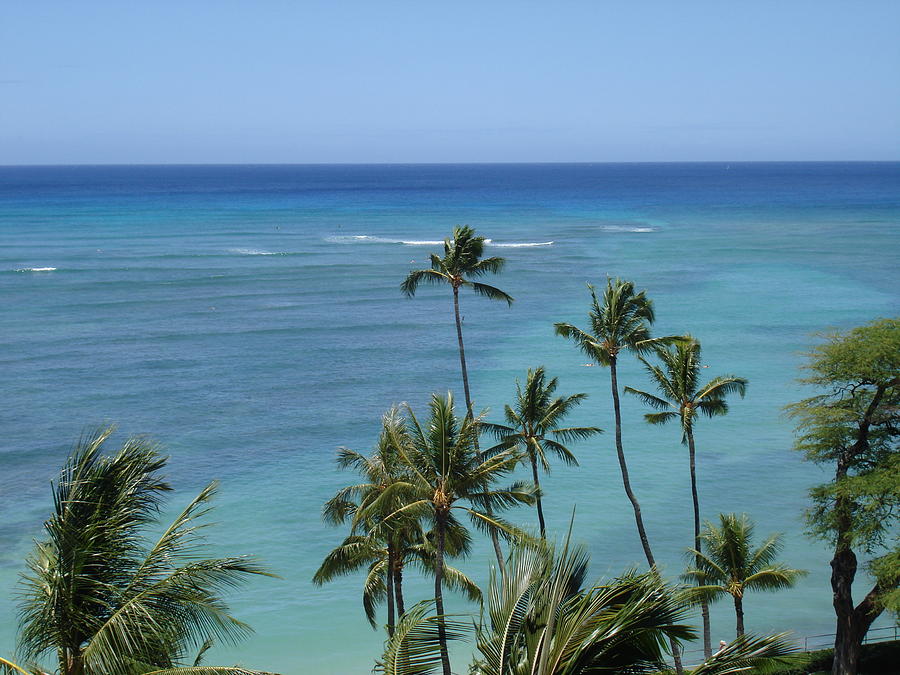 Tropical Blues Photograph by Patrisha Gill - Fine Art America