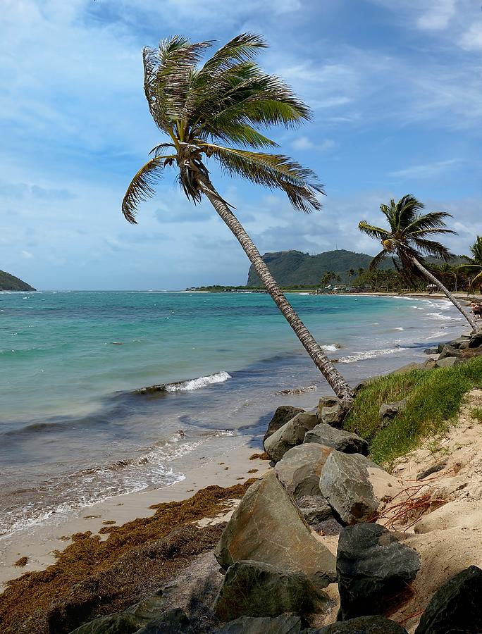 Tropical Breeze Photograph by Lanis Rossi - Fine Art America