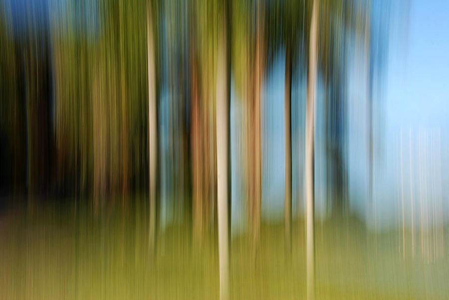 Tropical Brush Photograph by Lorenzo Cassina