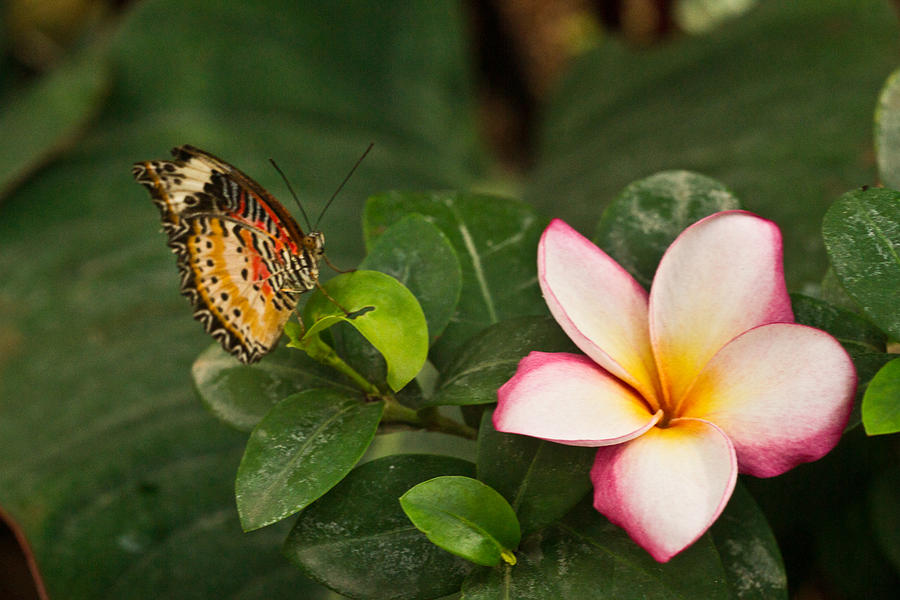 Butterfly Photograph - Tropical Butterfly and Flower 1 by Douglas Barnett