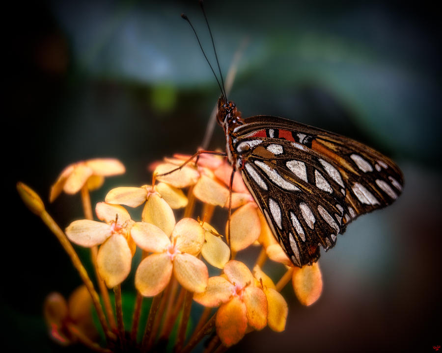 Tropical Butterfly Photograph by Chris Lord