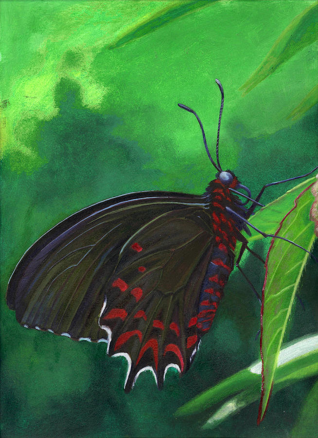 Butterfly Painting - Tropical Butterfly by Harm  Plat