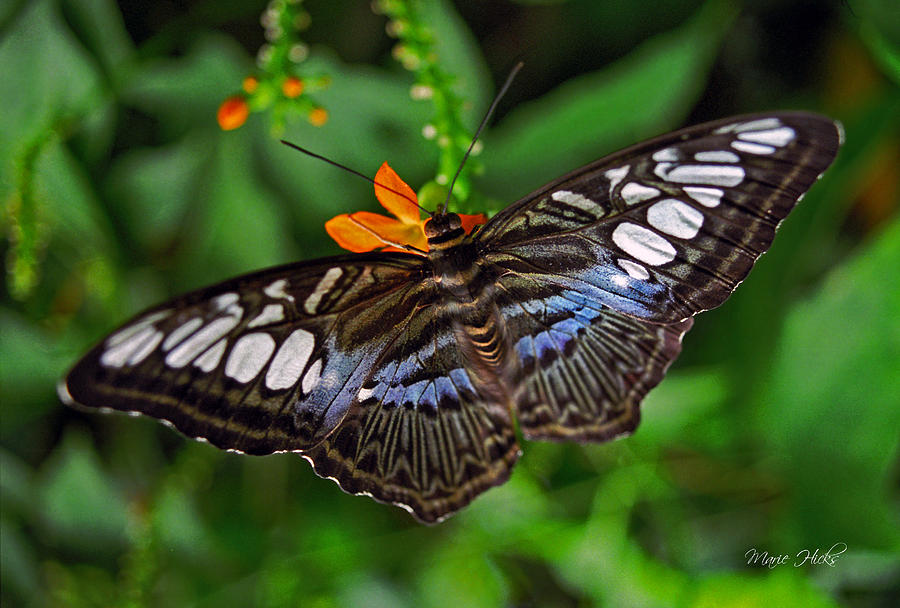 Tropical Butterfly Photograph by Marie Hicks