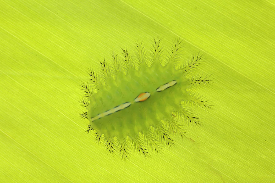 Tropical Caterpillar Photograph by Chris Mattison/FLPA