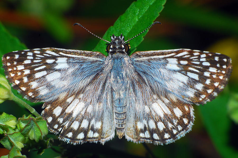 Tropical Checkered Skipper Photograph by Larah McElroy