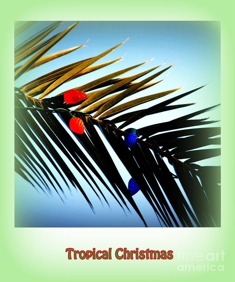 Holiday Photograph - Tropical Christmas by Susanne Van Hulst