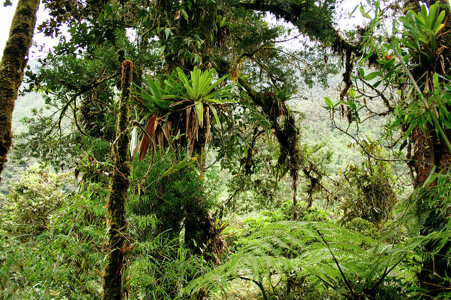 Tropical Cloud Forest Photograph by Dr Morley Read/science Photo ...