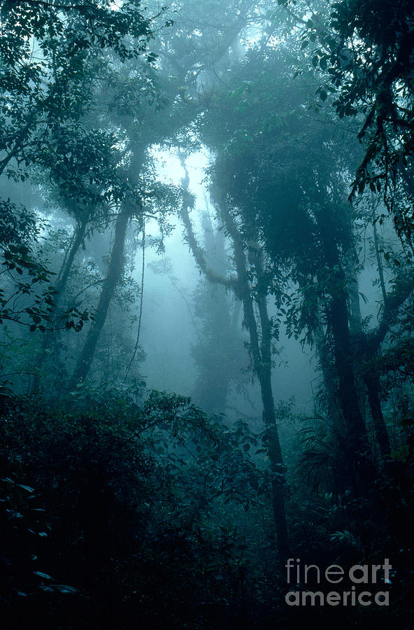 Tropical Cloud Forest Photograph by Gregory G. Dimijian, M.D.
