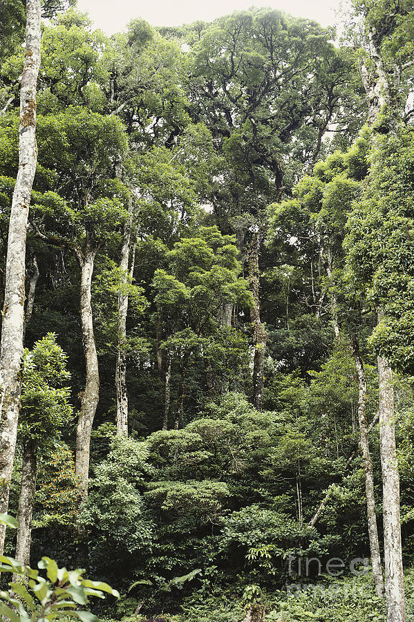 Tropical Cloud Forest Layers Photograph by Gregory G. Dimijian, M.D.
