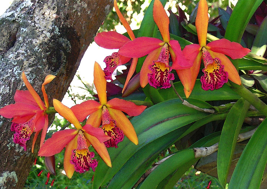 Orchids Photograph - Tropical Color by James Temple