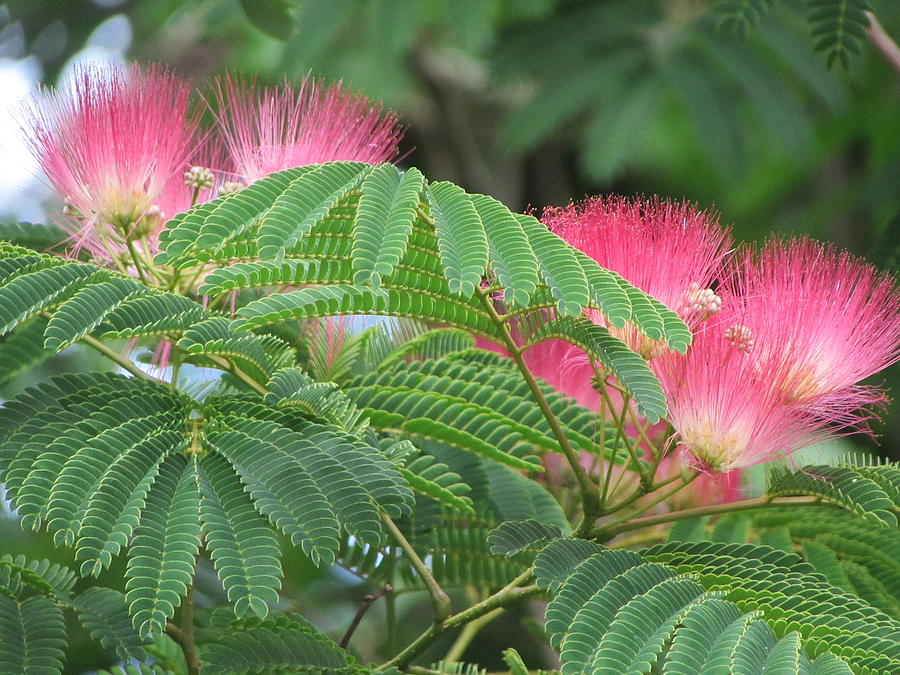 Tropical Photograph by Constance Carlsen - Fine Art America