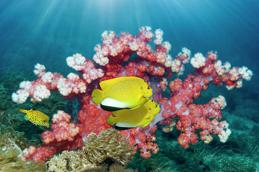 Tropical Coral Reef Fish Photograph by Georgette Douwma - Fine Art America