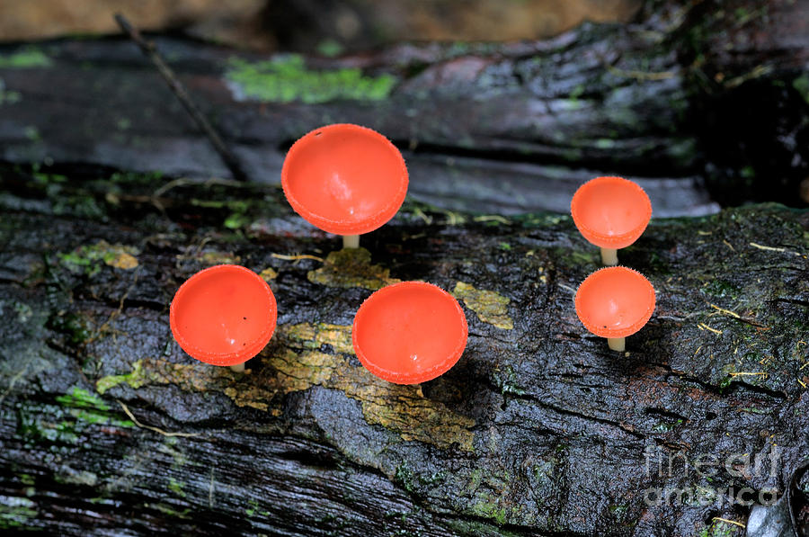 Tropical Cup Fungi Photograph by Fletcher & Baylis