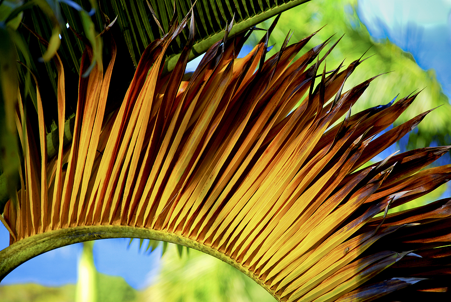 Tropical Curves Photograph by Christi Kraft