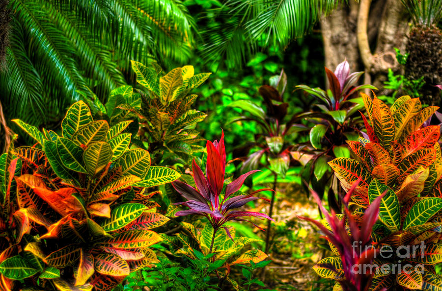 Tropical Delight  Photograph by Kelly Wade