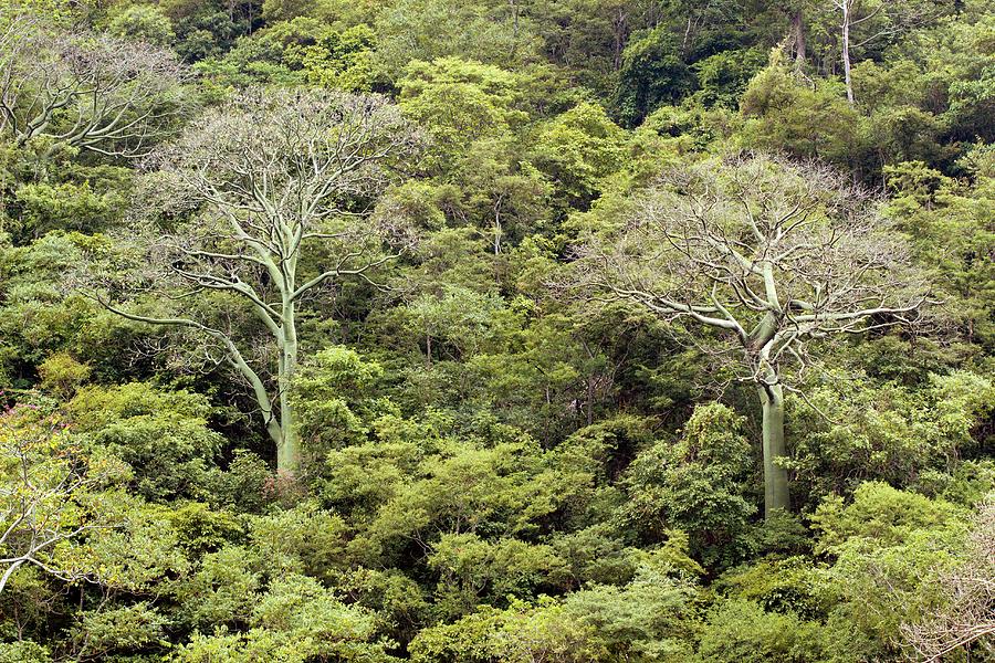 Tropical Dry Forest Interesting Facts