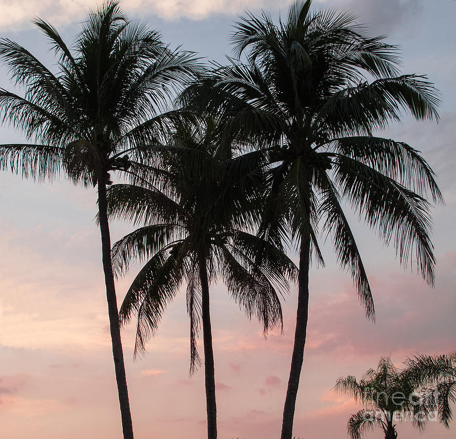 Tropical Evening Photograph by Arlene Carmel