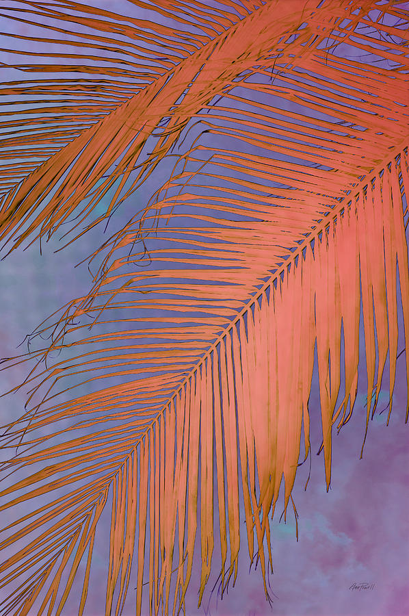 Abstract Photograph - Tropical Fantasy  by Ann Powell