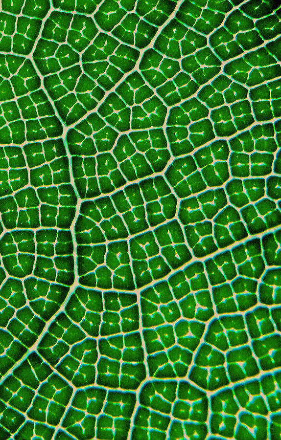 Tropical fig leaf veins Photograph by David Clode