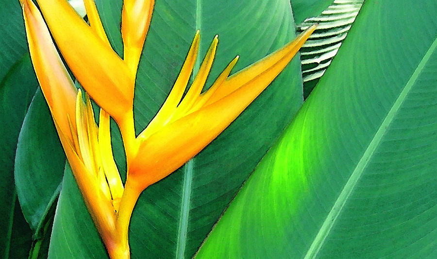 Tropical Fingers Photograph by James Temple