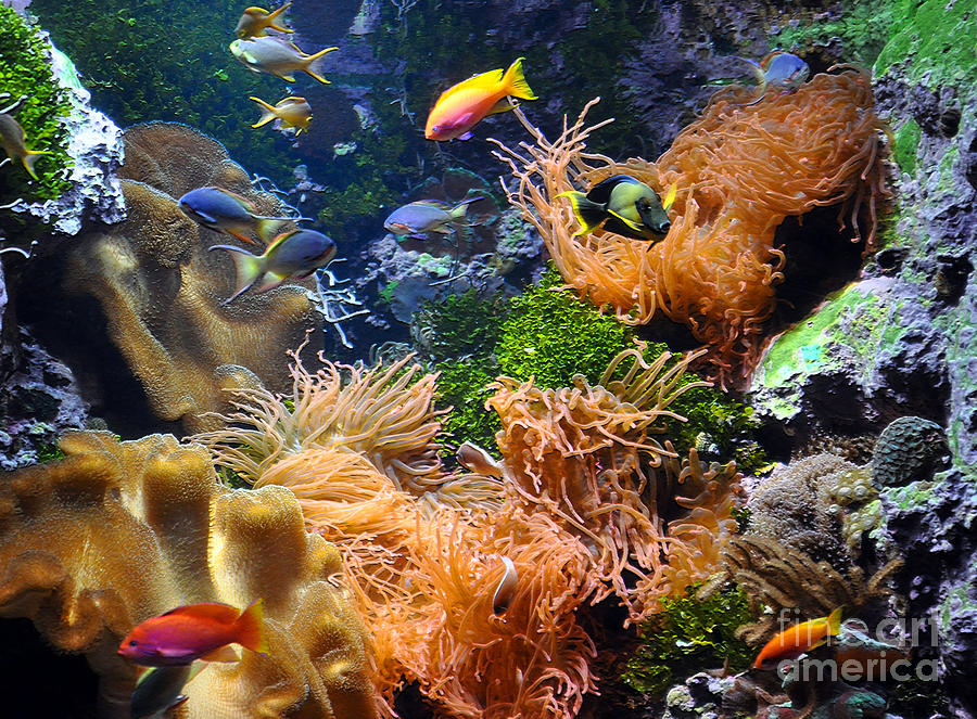 Tropical Fish and Coral 2 Photograph by Lydia Holly