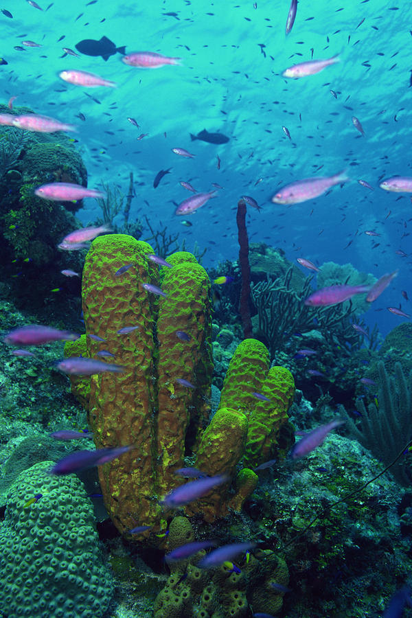 Tropical fish and coral reef Photograph by Comstock Images