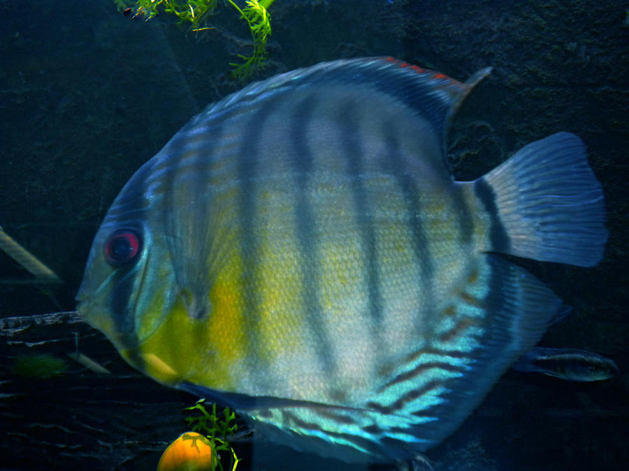 Fish Photograph - Tropical Fish by Colette V Hera Guggenheim