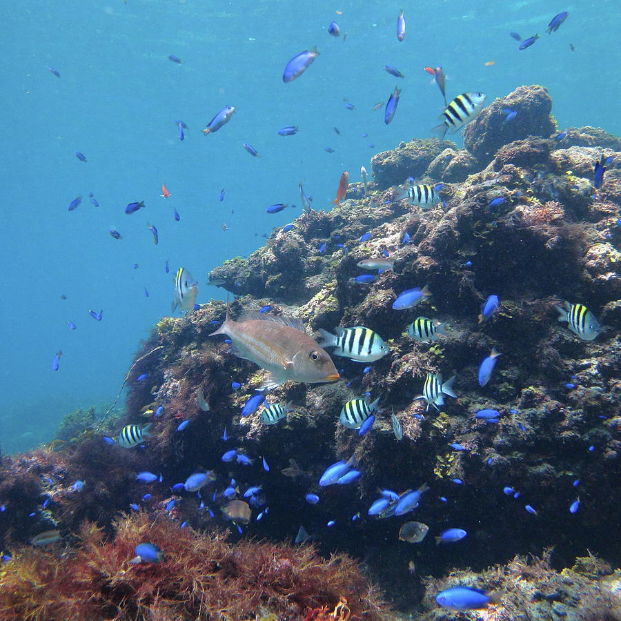 Tropical Fish Group In Blue Photograph by D3 plus D.naruse @ Japan