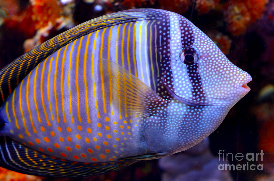 Tropical Fish Digital Art by Pravine Chester