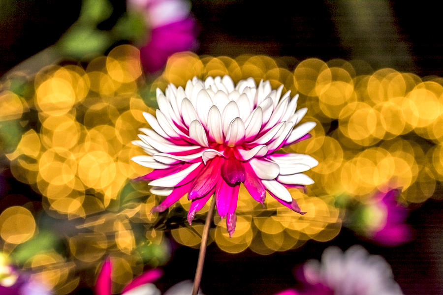 Daisy Photograph - Tropical Flower 2 by Jijo George