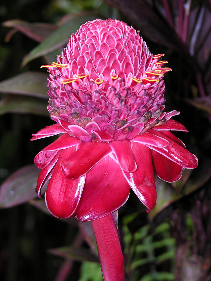 Tropical Flower 2 Photograph by Robert Lozen