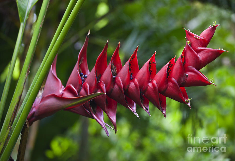 Tropical Flower Bali Photograph by Craig Lovell