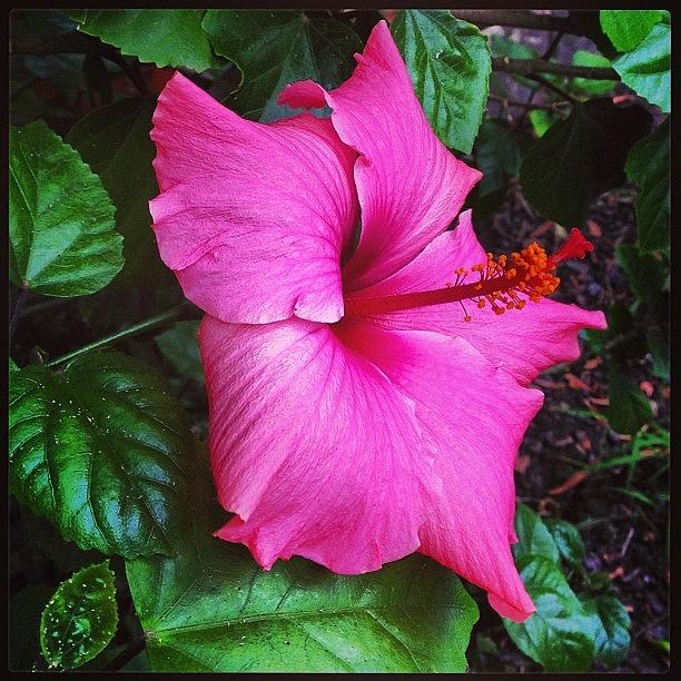 Summer Photograph - Tropical Flower in Southern Australia by Caseofinstagram  