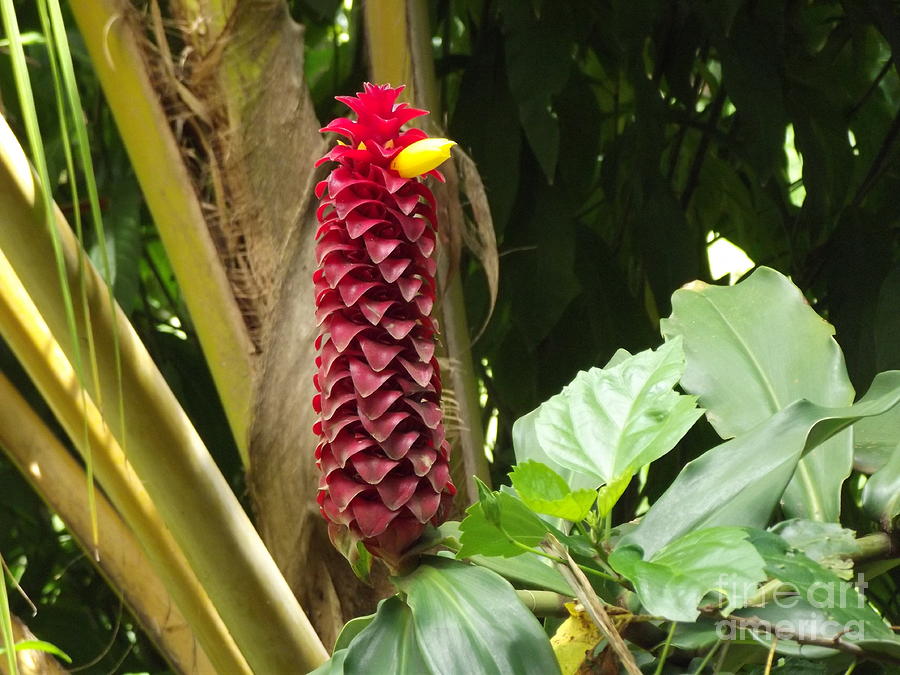 Tropical flower Photograph by James McAdams