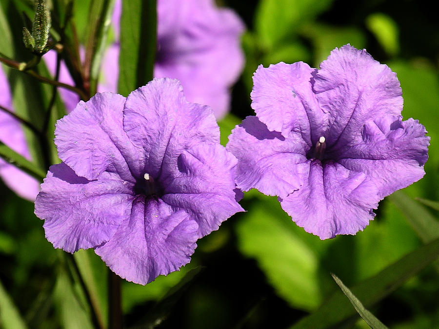 Tropical Flower Purple Photograph by Robert Lozen