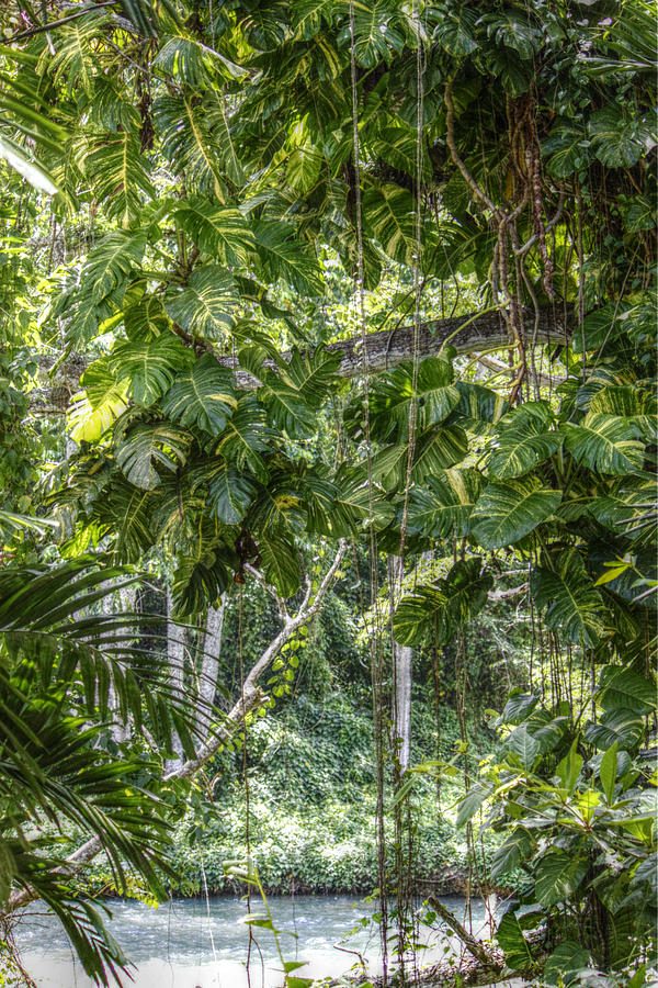 Tropical Foliage Photograph by Melanie Lankford Photography