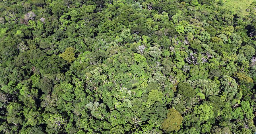 Tropical Forest Near Iguazu Falls Photograph by Alfred Pasieka - Fine ...