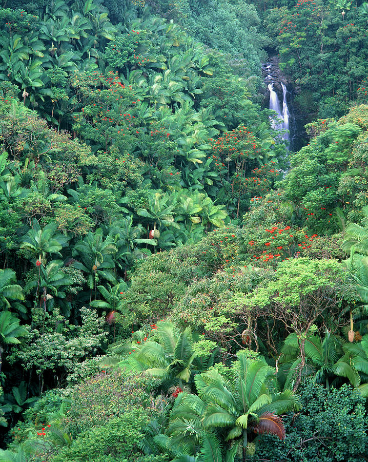 Tropical Forest Surrounding Waterfall Photograph by Simon Fraser/science Photo Library