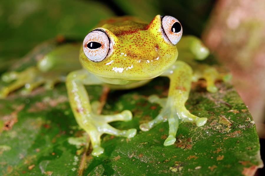 Tropical Frog Photograph by Dr Morley Read/science Photo Library