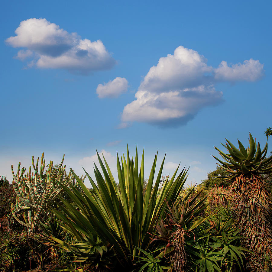 Tropical Garden Against Blue Sky Photograph by Maciej Toporowicz, Nyc